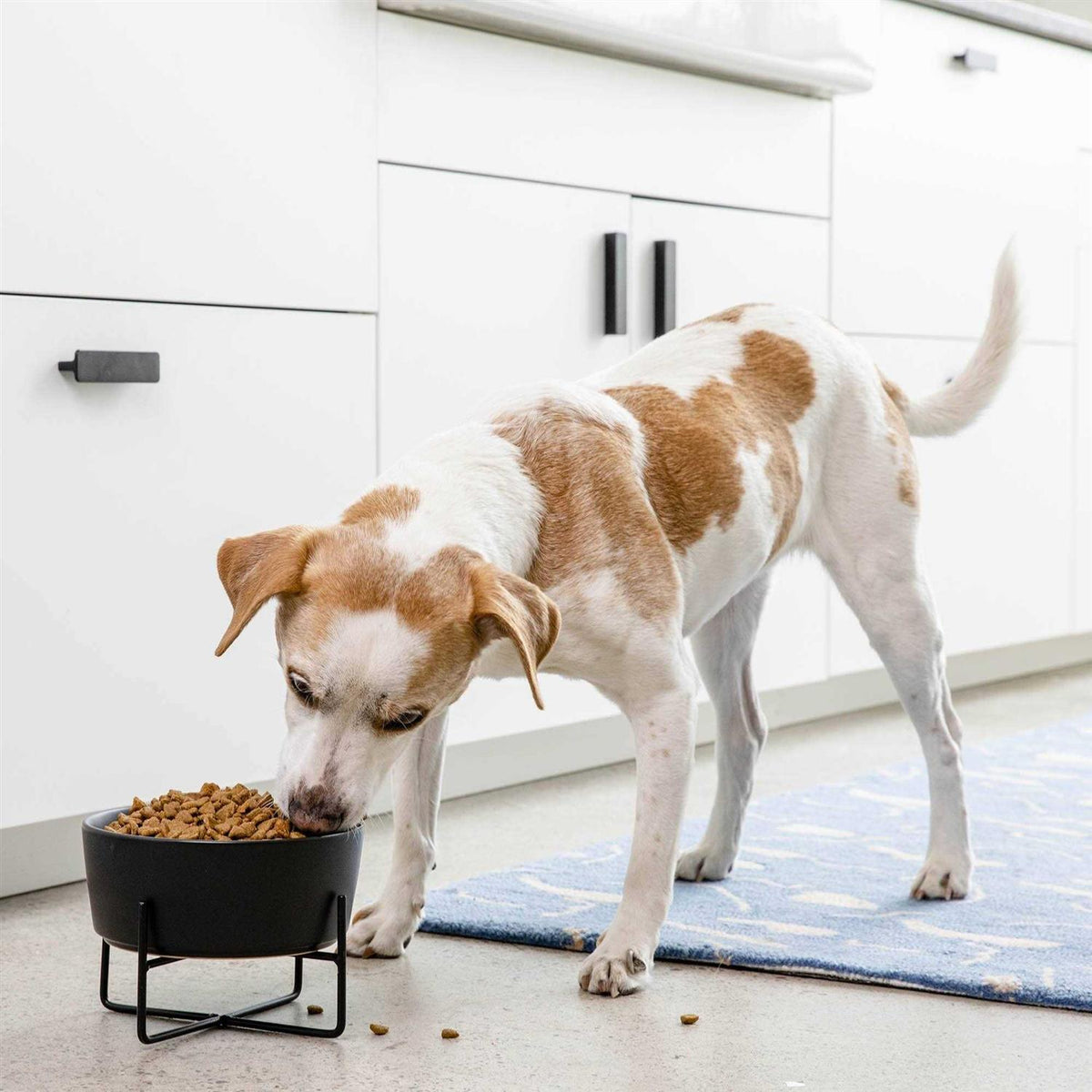 Solid Bowl + Dog Bowl Stand Q303
