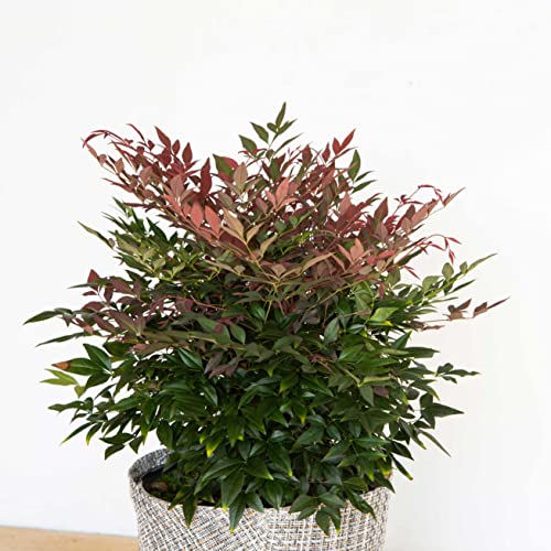 1.5 Gallon Multicolor Evergreen Shrub D75159