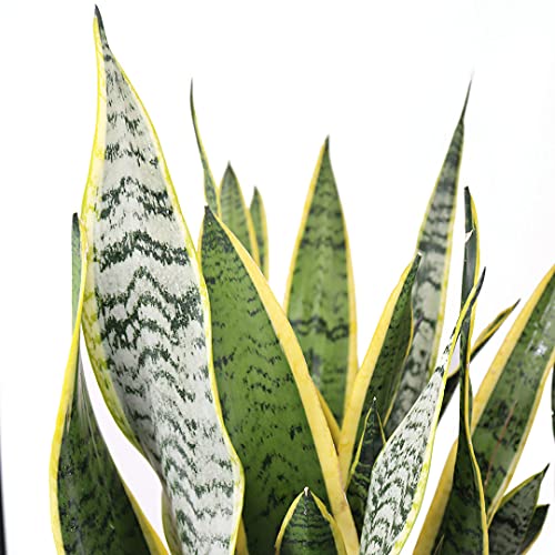 Sansevieria Live Houseplant Z68735