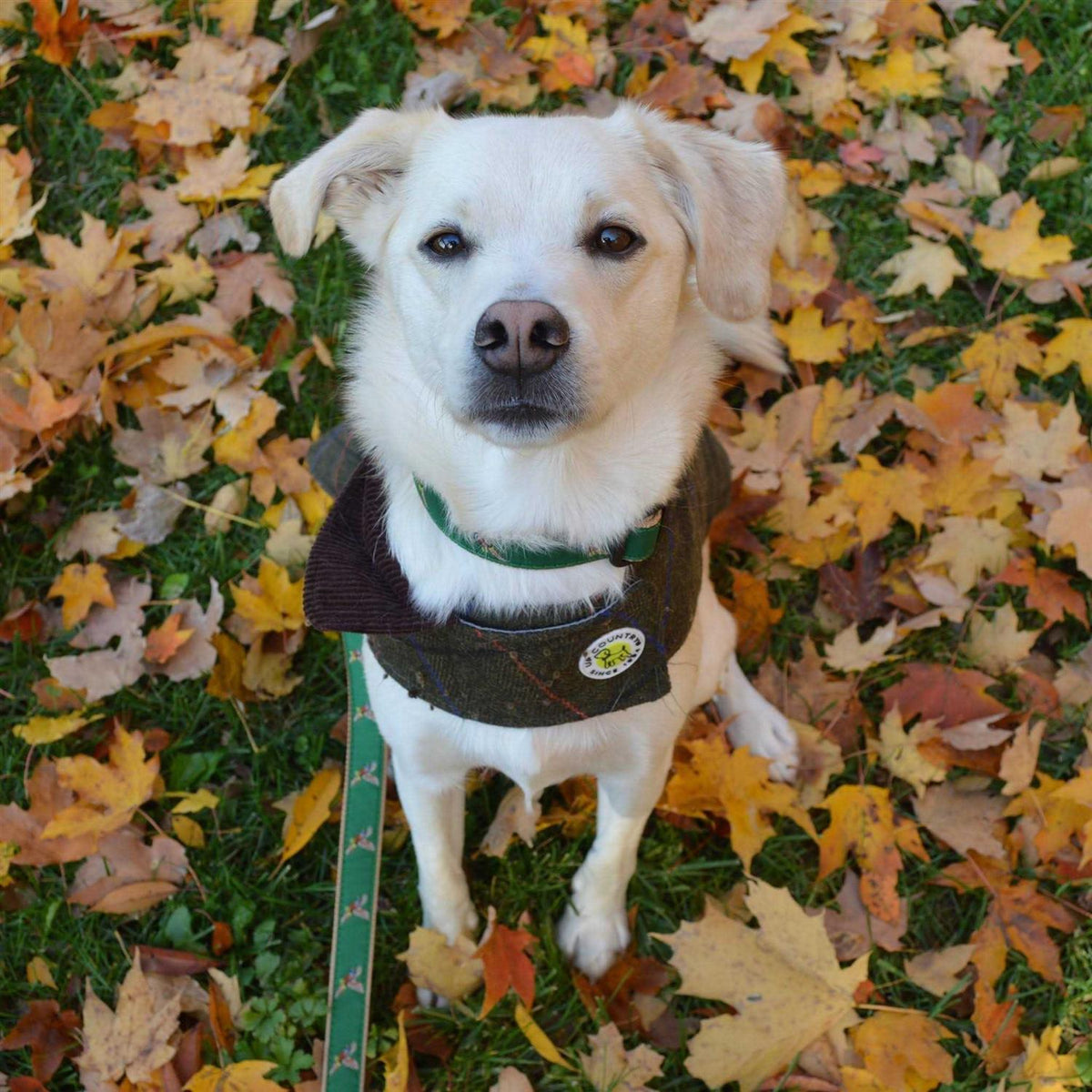 Dog Collar V878536