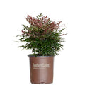 1.5 Gallon Multicolor Evergreen Shrub D75159