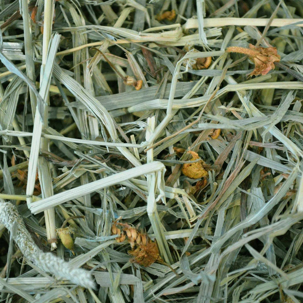 Botanical Hay X163386