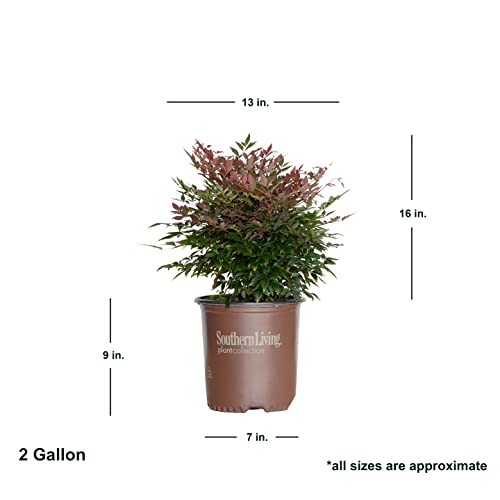 1.5 Gallon Multicolor Evergreen Shrub D75159