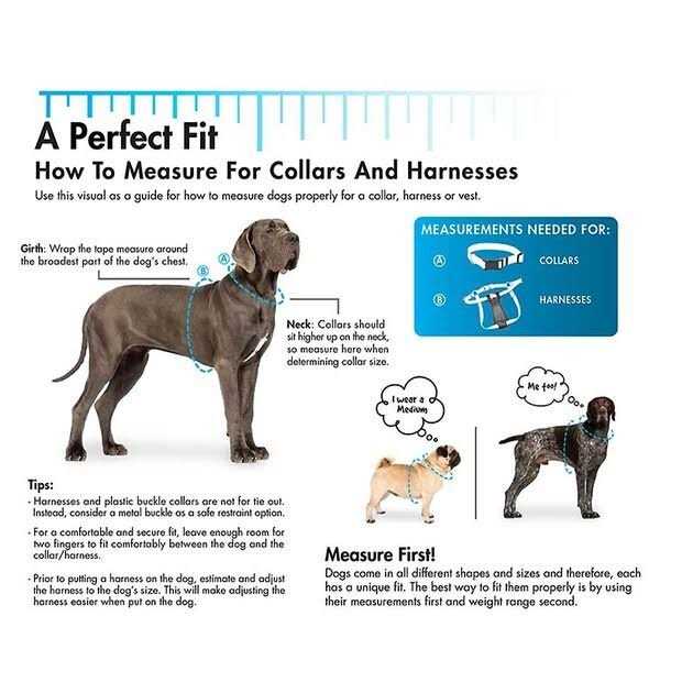 Dog Flea Collar Q57756
