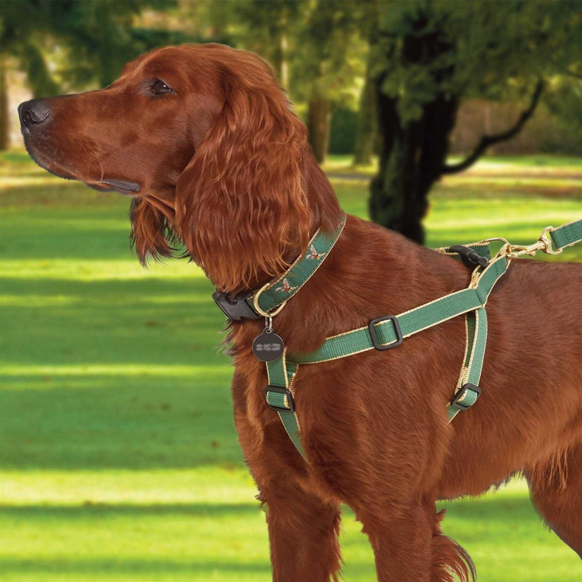 Dog Collar V878536