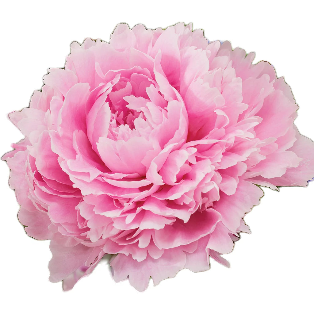 Set of 5 Pink Peonies Plant Roots N269
