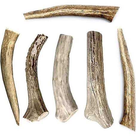 All Natural Whole Deer Antler Dog Chew Treats F89099