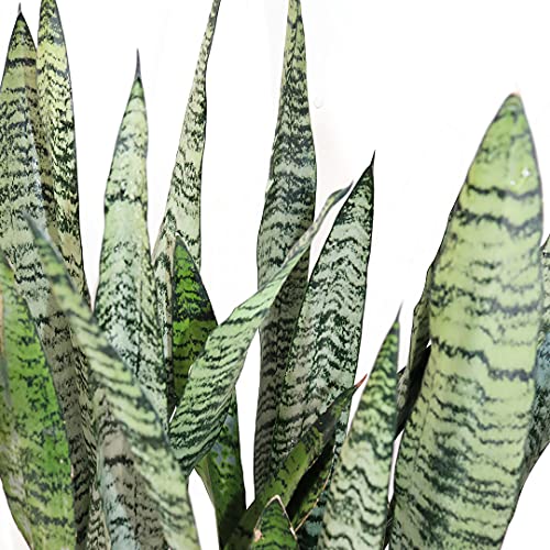 Sansevieria Live Houseplant Z68735