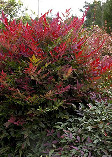 1.5 Gallon Multicolor Evergreen Shrub D75159