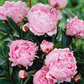 Set of 5 Pink Peonies Plant Roots N269