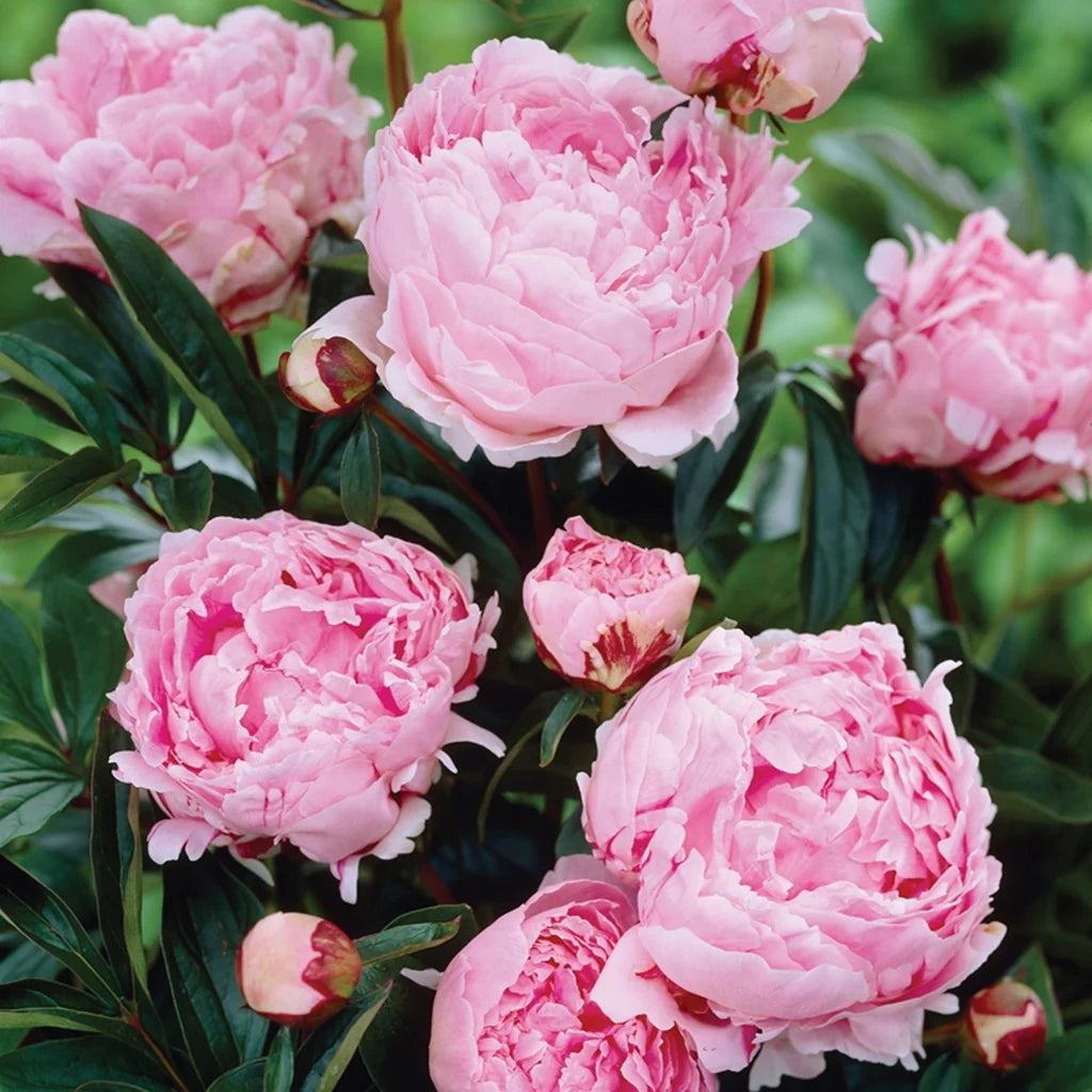 Set of 5 Pink Peonies Plant Roots N269