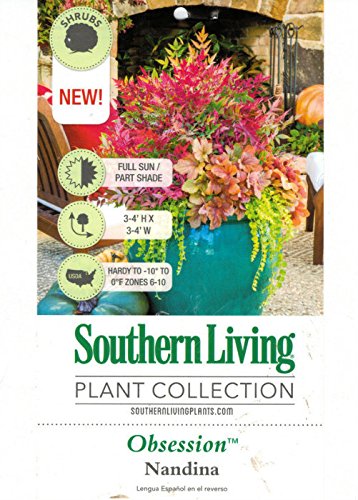 1.5 Gallon Multicolor Evergreen Shrub D75159