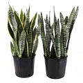 Sansevieria Live Houseplant Z68735
