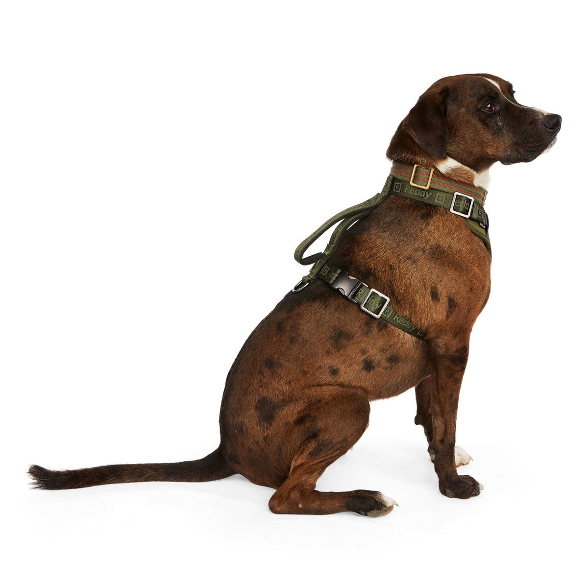 Dog Harness R350